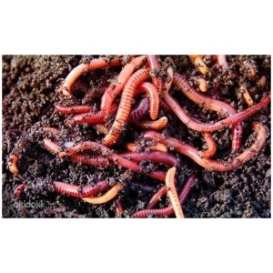 Dung worm Estonia 1 box (approx. 30 pcs.)